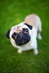 Fototapeta premium Cute Puppy Looking Straight to Camera