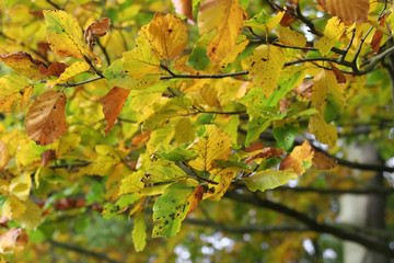 Tree branches with bright yellow and green leaves in autumn - Colorful leaves in fall