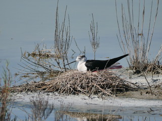 Cavaliere d'Italia - birdwatching nel Parco del Delta del Po