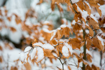 Detail of snow on tree in winter