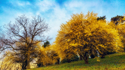 Forsythia flowers in front of with green grass and blue sky. Golden Bell, Border Forsythia,...
