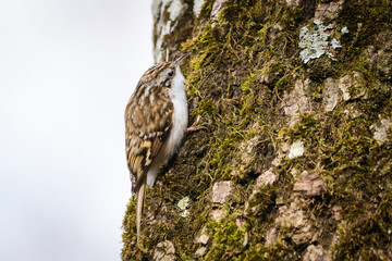 Eurasian treecreeper (Certhia familiaris)