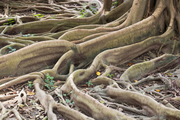 big tree roots in asian tropical forest