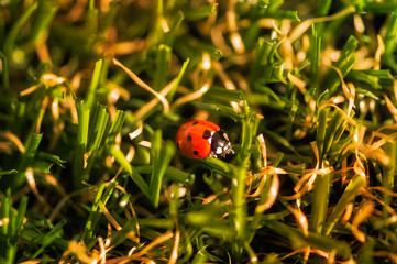 Close Up of ladybug on grass at summer day