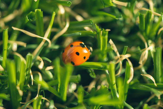 Close Up of ladybug on grass at summer day