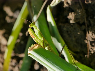 Cavalletta