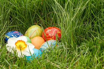Painted Easter eggs and flower of narcissus in green grass