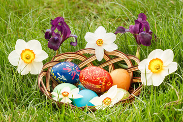 Fototapeta na wymiar Easter eggs in wicker basket and flowers of narcissus and iris in green grass