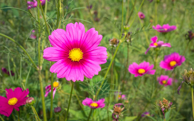 Obraz premium Cosmos Flower Field 04