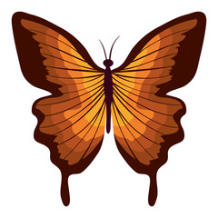 beautiful butterfly decorative icon vector illustration design
