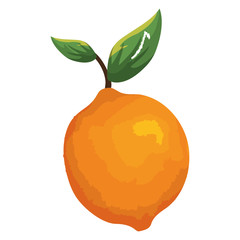 tropical and exotic passion fruit vector illustration design