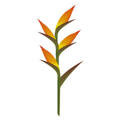 tropical and exotic heliconia vector illustration design