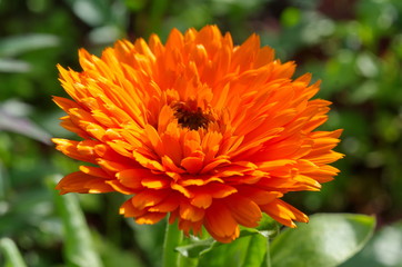 Calendula Terry blooms closeup