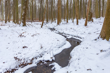 Gespensterwald im Winter