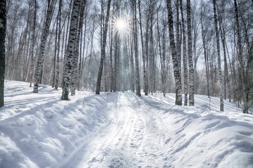 The sun through the trees in the forest