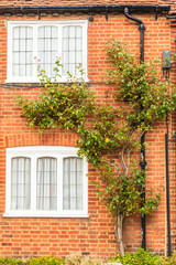 Fototapeta na wymiar Red brick wall with windows and green ivy