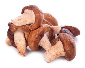 Shiitake mushroom on the White background