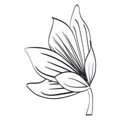 tropical and exotic flower decorative vector illustration design