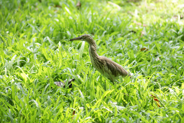  wildlife of heron in the nature 