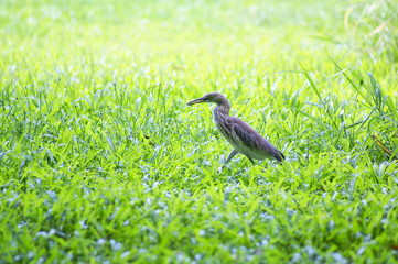  wildlife of heron in the nature 