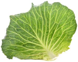 cabbage leaf against white background