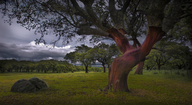 Quercus suber, alcornoque