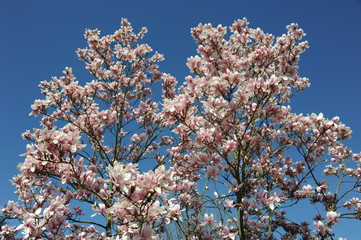 Magnolien