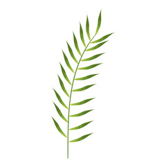tropical leaf palm icon vector illustration design