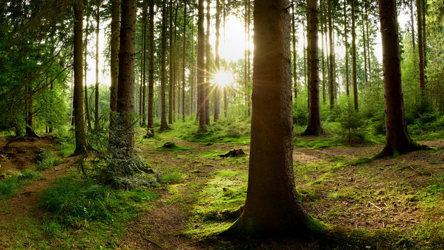 Beautiful forest with bright sun shining through the trees