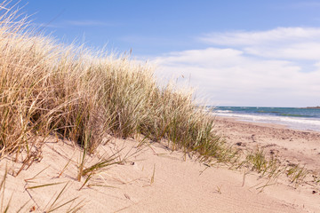 grass sand dunes on the beach Gotland Sweden