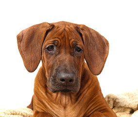 Rhodesian ridgeback puppy portrait