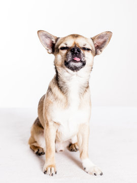 Rolig bild p&aring; en Chihuahua som blundar och str&auml;cker ut tungan