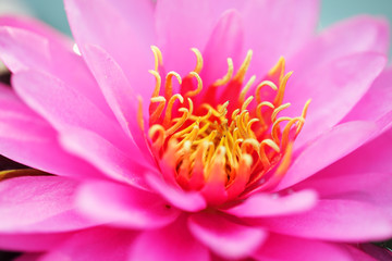 close up of blooming beautiful pink lotus flower with bokeh background.