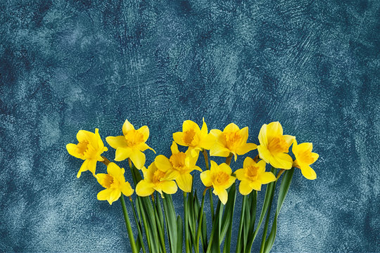 Holiday grunge background with Yellow daffodils flowers