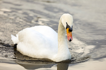 Naklejka premium Swan in the water