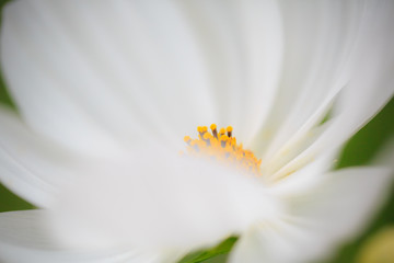 Obraz premium 秋桜