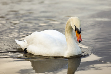Swan in the water