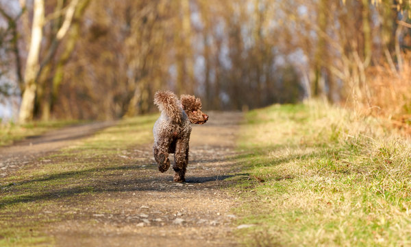 Brown Miniature Poodle looking back while walking along a country lane and having fun at sunset in the countryside