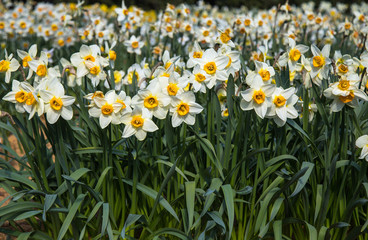 Fototapeta premium blooming white narcissus field