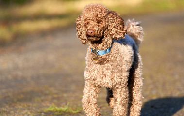 Brown Miniature Poodle sprinting along a country lane and having fun at sunset in the countryside