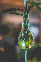 Hanging Green Plants In Glass Vase