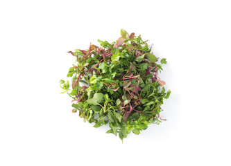 Watercress in isolated on white background


