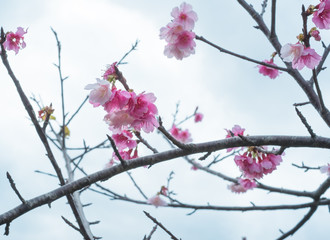 沖縄に咲く紅いヒカンザクラ、桜、寒緋桜
