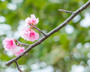 沖縄に咲く紅いヒカンザクラ、桜、寒緋桜