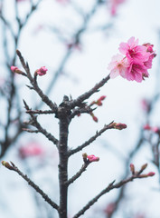 沖縄に咲く紅いヒカンザクラ、桜、寒緋桜