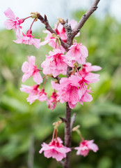 沖縄に咲く紅いヒカンザクラ、桜、寒緋桜