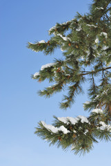 冬　松　松ぼっくり　雪　空　素材