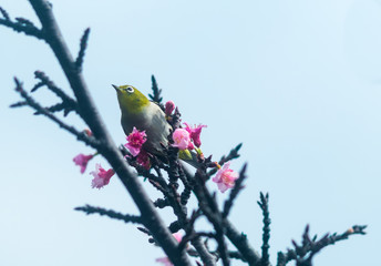 沖縄に咲く紅いヒカンザクラ、桜、寒緋桜