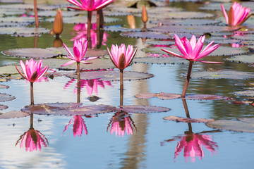 Beautiful Water lilies on a pond