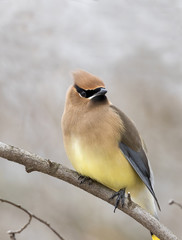 Fototapeta premium Cedar waxwing (Bombycilla cedrorum) at McFarland park, Ames, Iowa